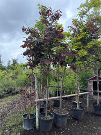 Judasbaum / Cercis Canadensis 'Forest Pansy'