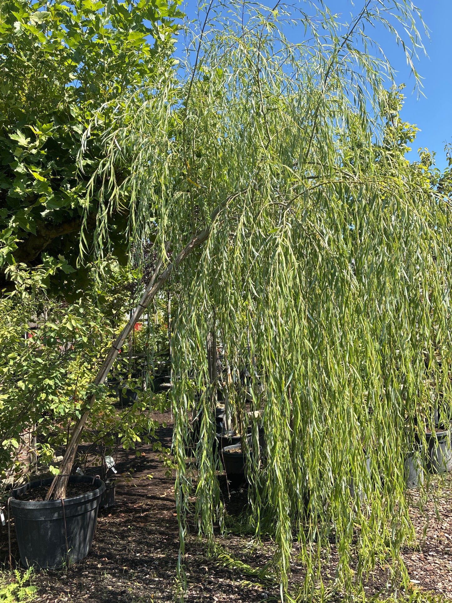 Babylonische Weide / Salix babylonica