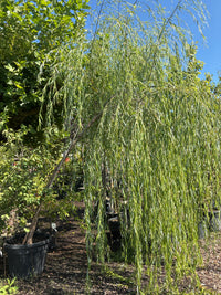 Babylonische Weide / Salix babylonica