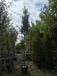 Pyramiden-Hainbuche 'Fastigiata' / Carpinus betulus 'Fastigiata'