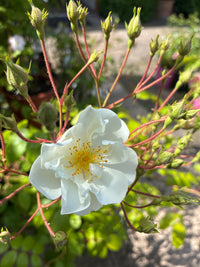 Kletterrose 'Bobby James' / Rosa 'Bobby James'