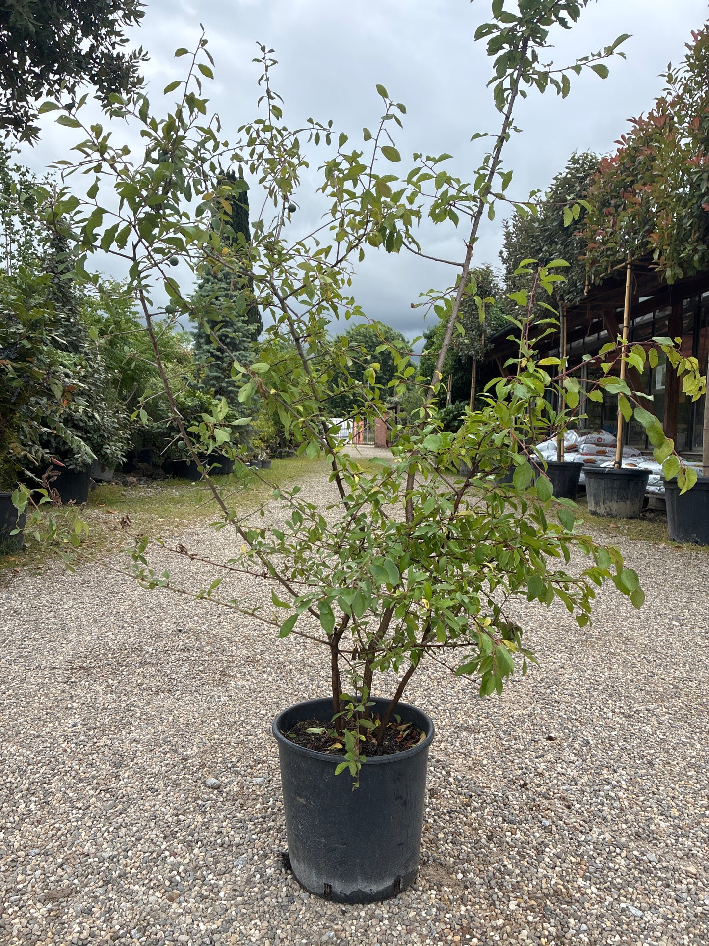 Schlehe Schwarzdorn / Prunus Spinos