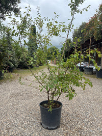 Schlehe Schwarzdorn / Prunus Spinos