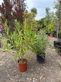Oleander / Nerium oleander