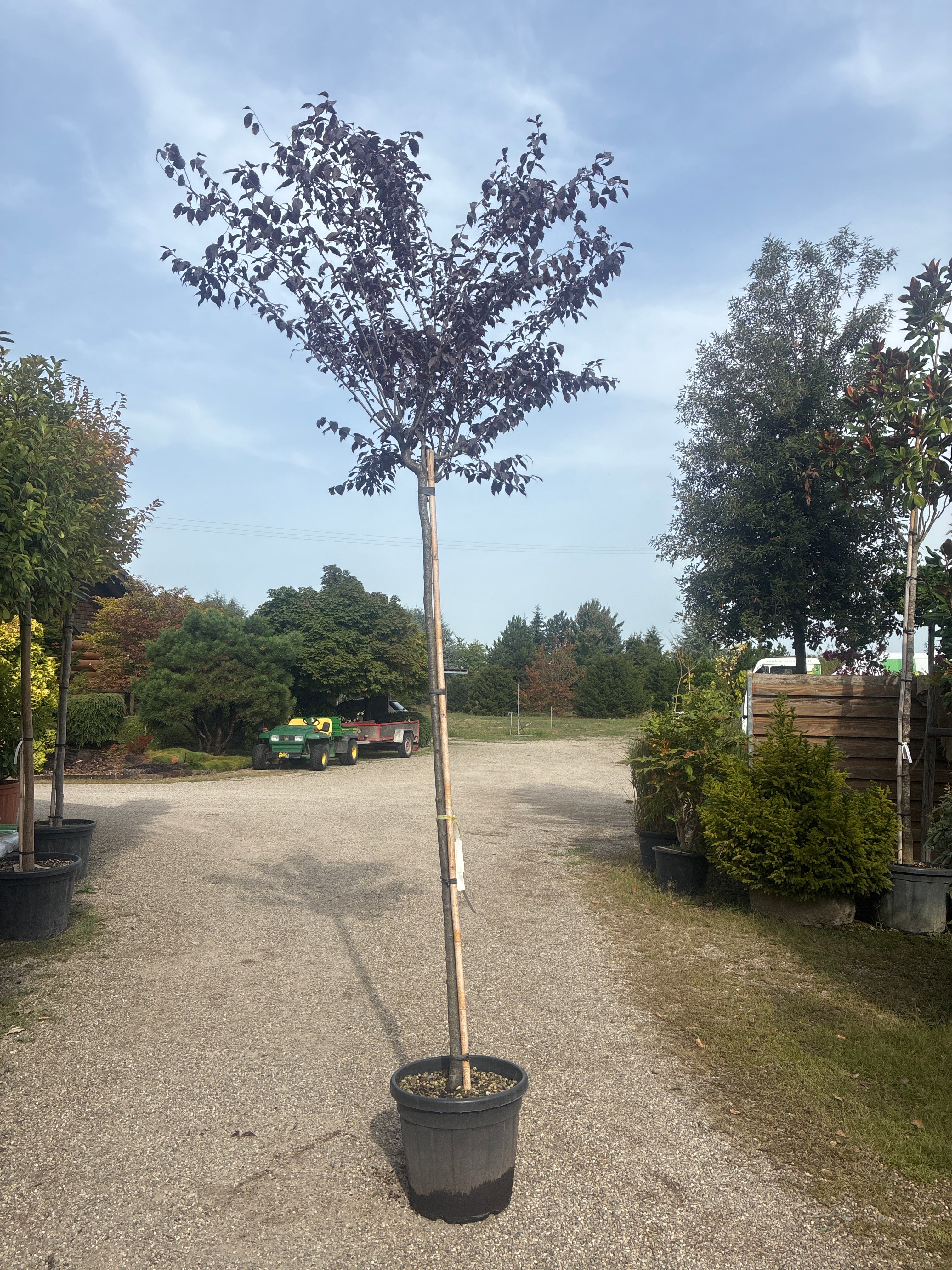 Blutpflaume 'Pissardii' / Prunus cerasifera 'Pissardii'