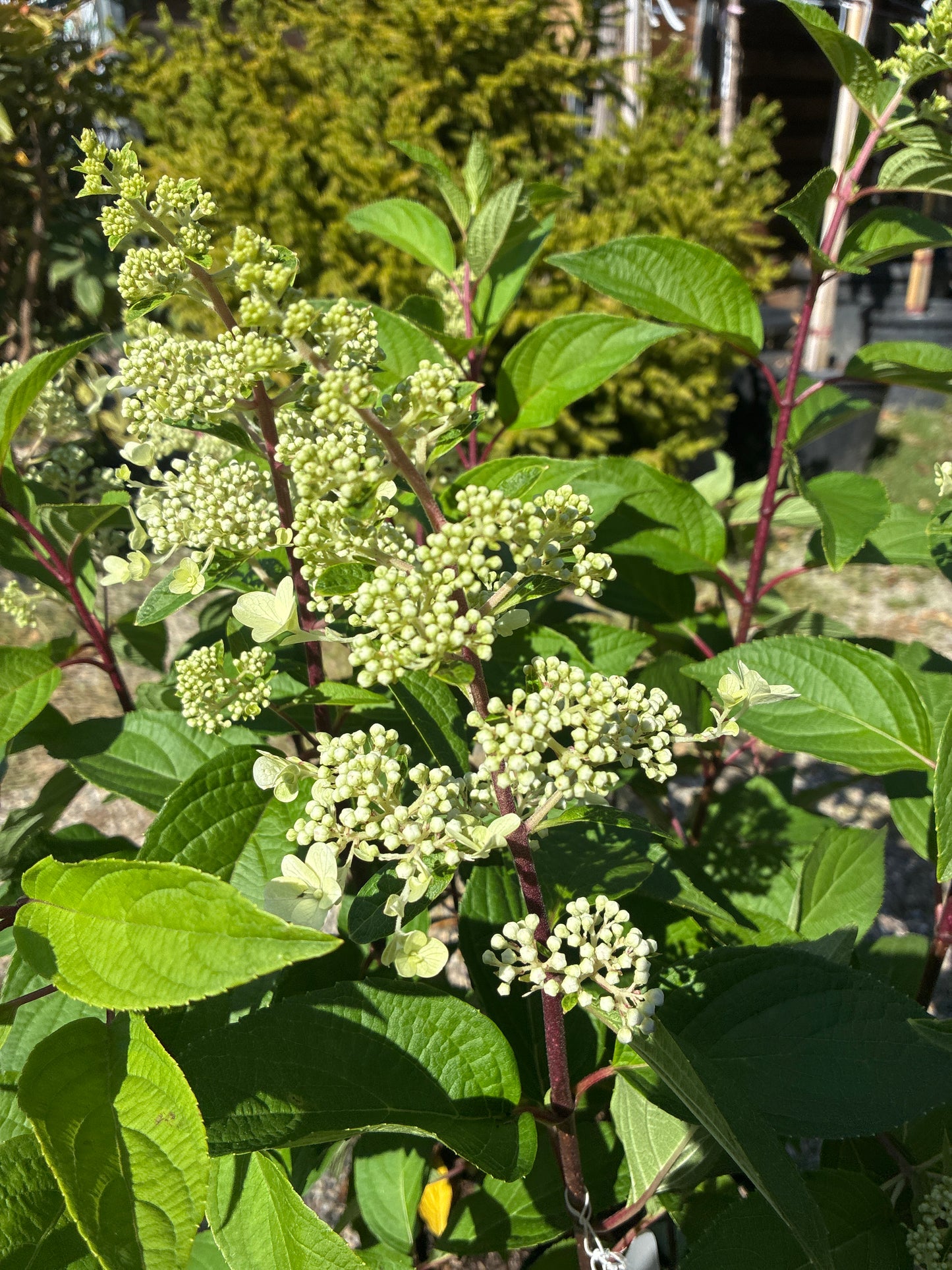 Rispenhortensie / Hydrangea paniculata 'Pinky Winky'