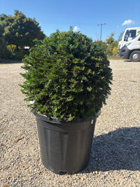Heimische Eibe / Taxus baccata