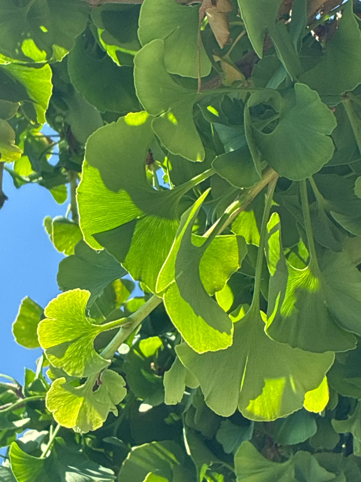 Fächerblattbaum 'Mariken' / Ginkgo biloba 'Mariken'