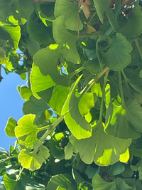 Fächerblattbaum 'Mariken' / Ginkgo biloba 'Mariken'