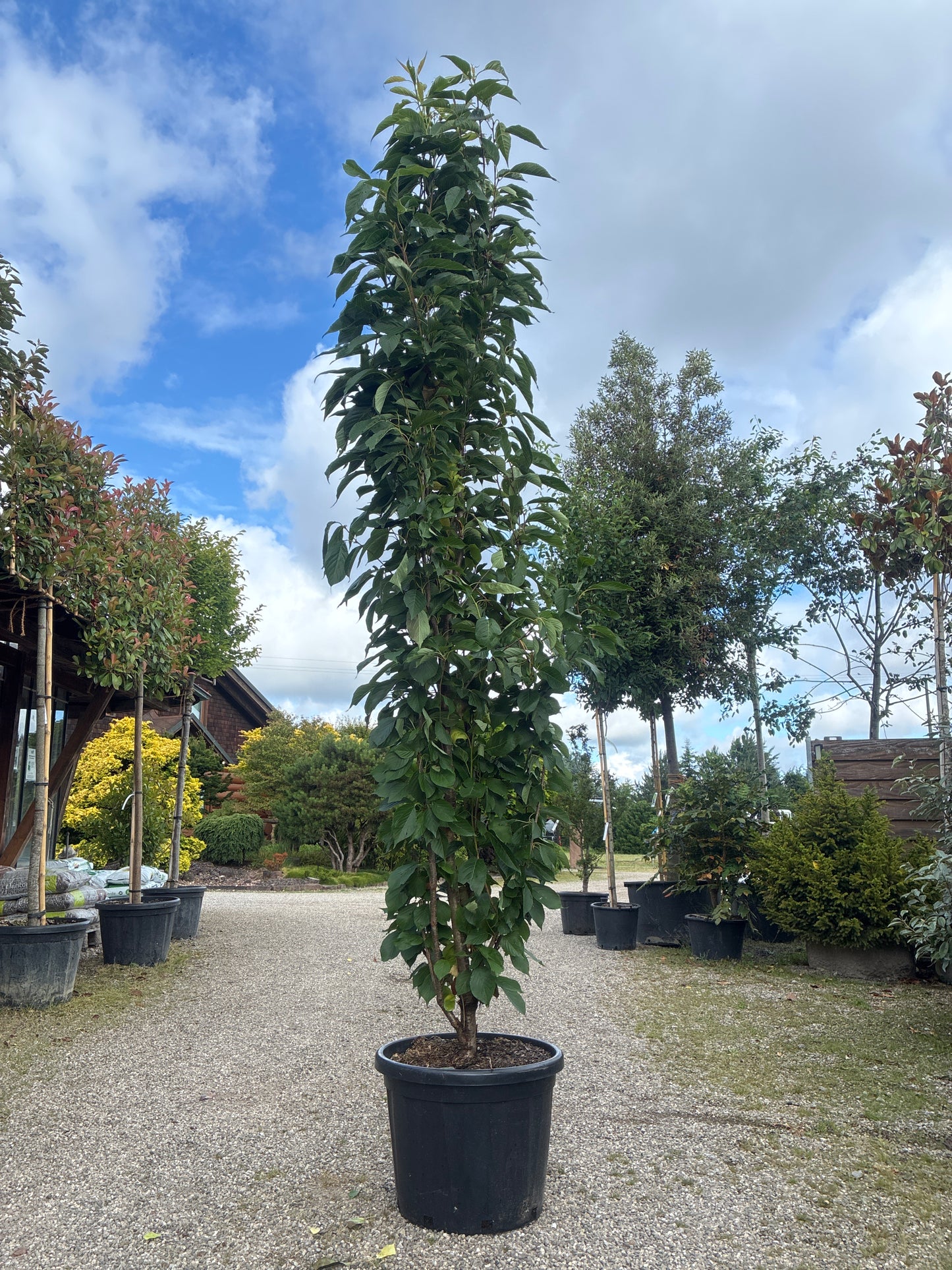 Japanische Säulenkirsche 'Amanogawa' / Prunus serrulata 'Amanogawa'