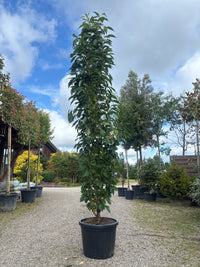 Japanische Säulenkirsche 'Amanogawa' / Prunus serrulata 'Amanogawa'