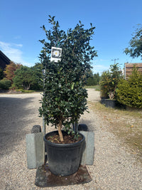 Kamelie 'Hinode de Gumo' / Camellia sasanqua 'Hino De Gumo'