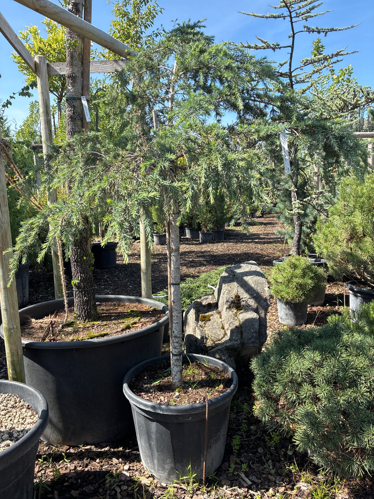 Himalaya-Zeder / Cedrus deodara
