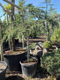 Himalaya-Zeder / Cedrus deodara