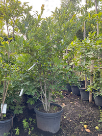 Rosa Sternmagnolie 'Rosea' / Magnolia stellata 'Rosea'