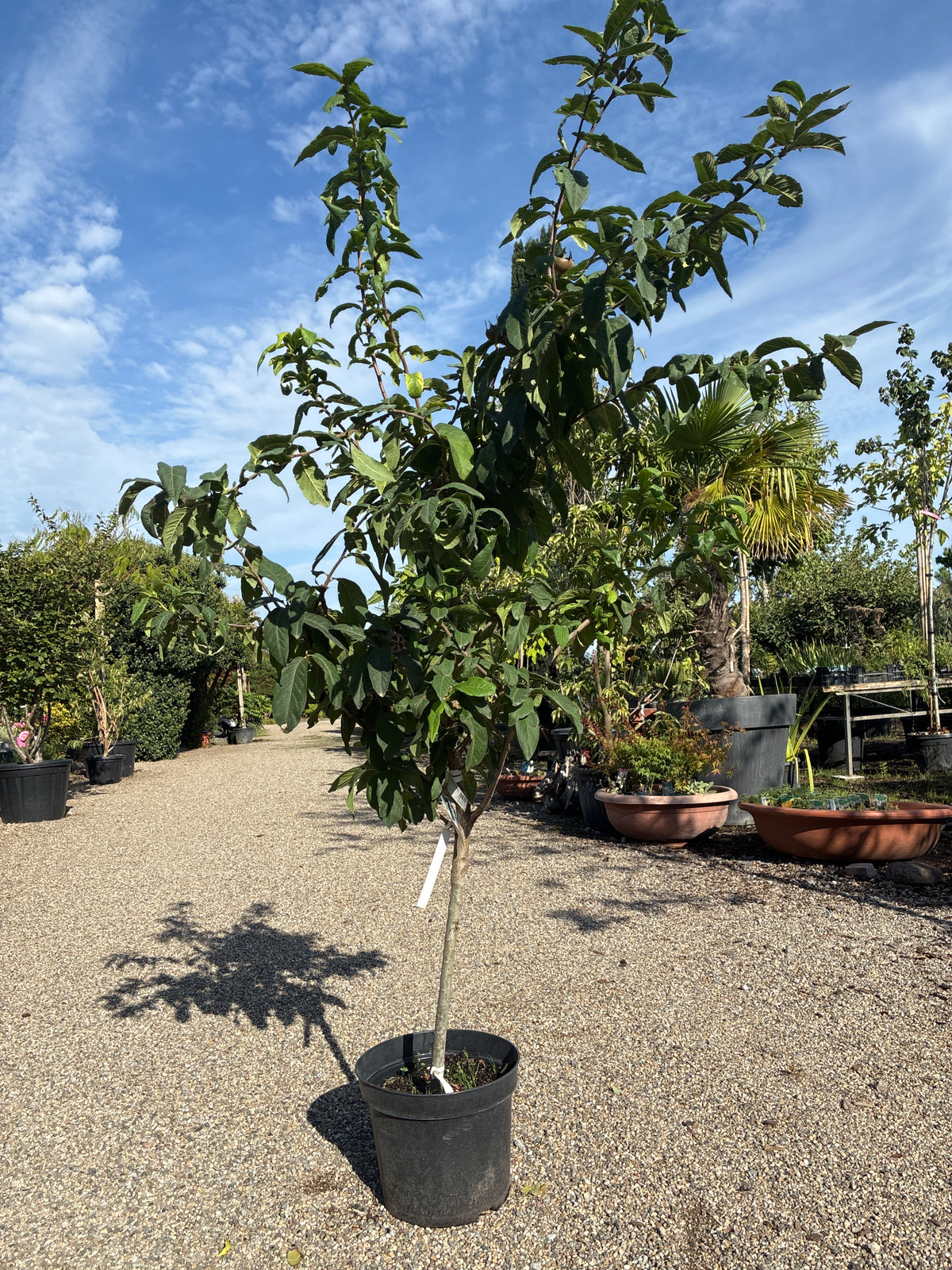 Mispel / Mespilus germanica