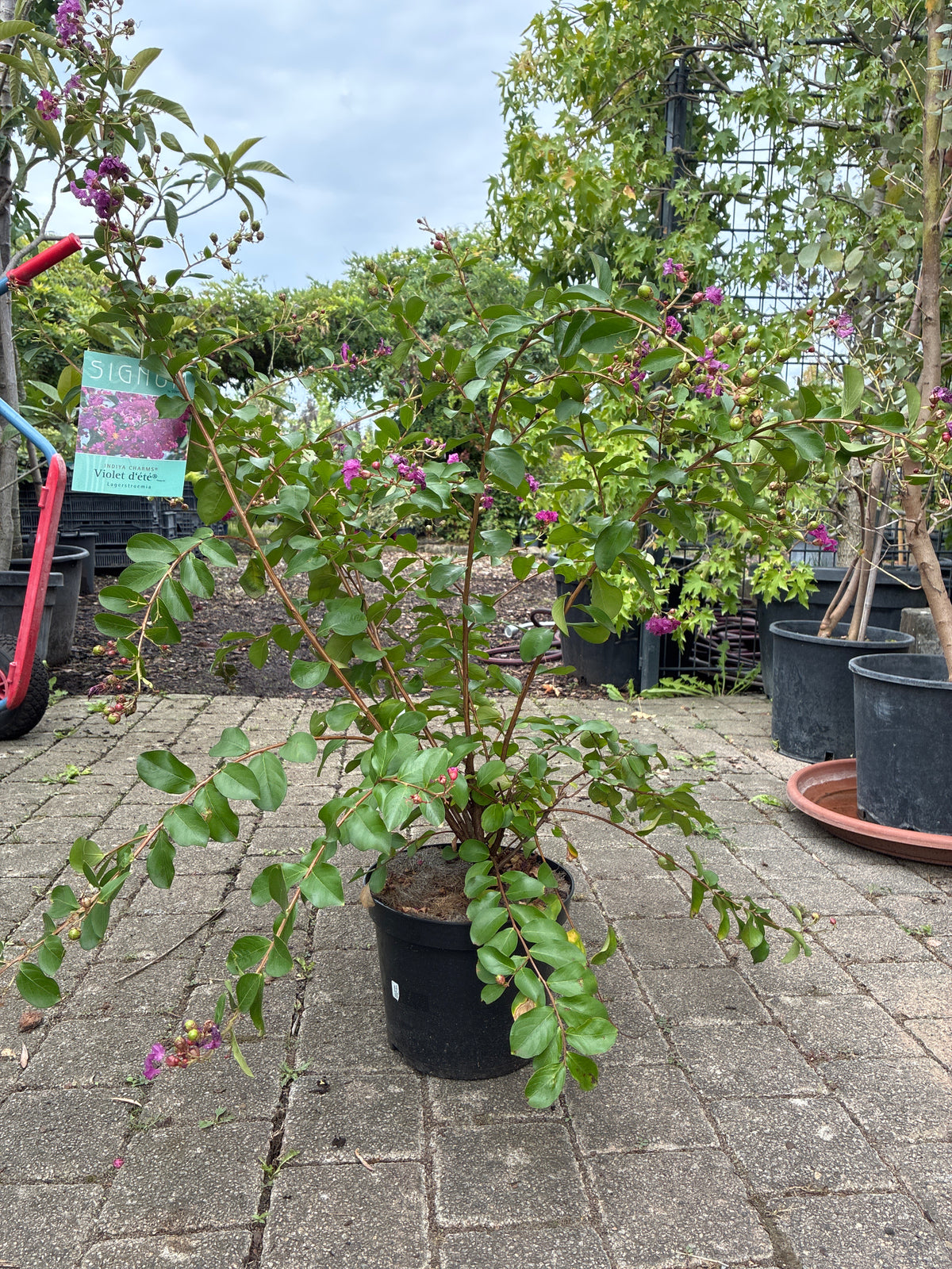 Indianderflieder / Lagerstroemia 'violet d'été'