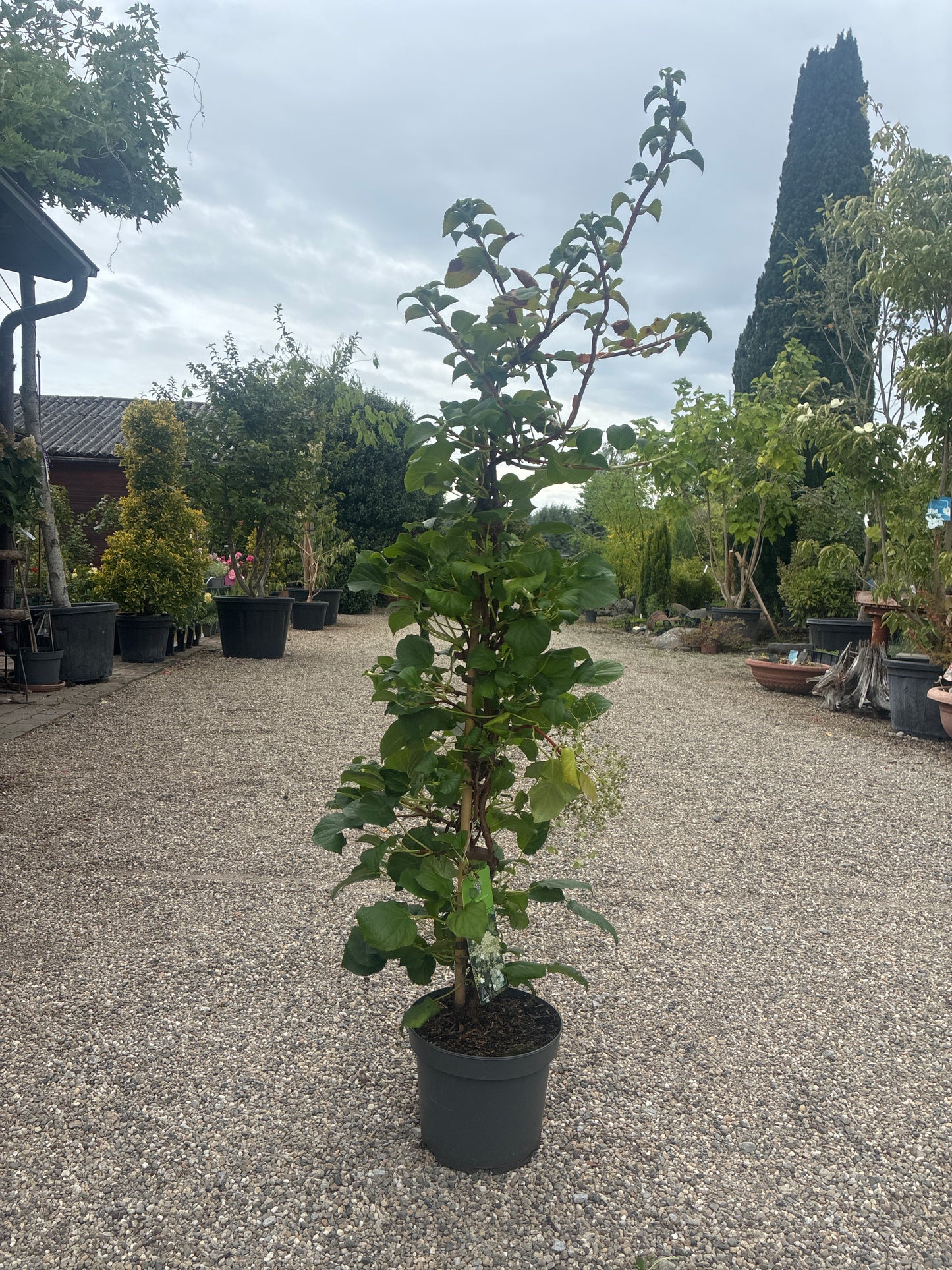 Kletterhortensie / Hydrangea petiolaris
