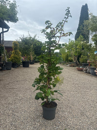 Kletterhortensie / Hydrangea petiolaris