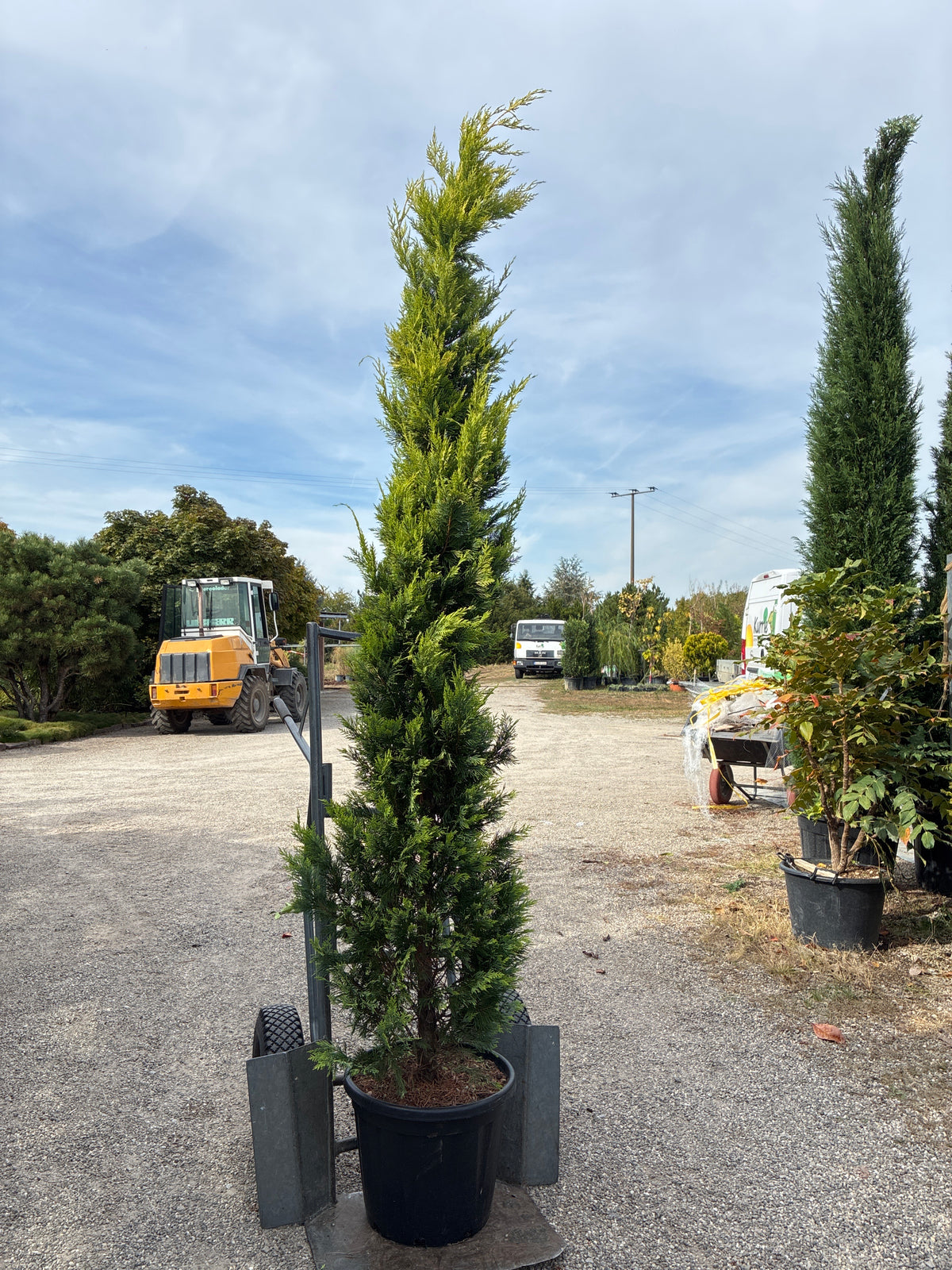 Leyland-Zypresse 'Gold Rider' / Cupressocyparis leylandii 'Gold Rider'