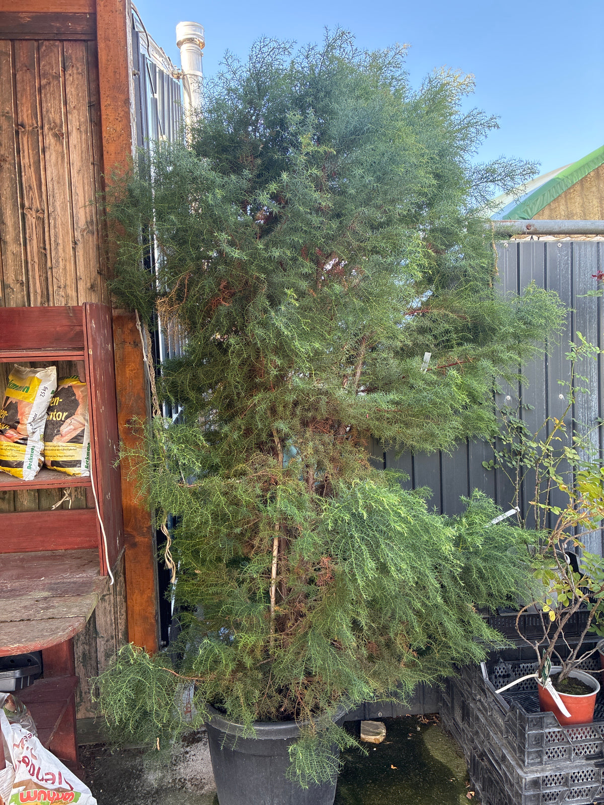 Japanische Sicheltanne 'Elegans' / Cryptomeria japonica 'Elegans'