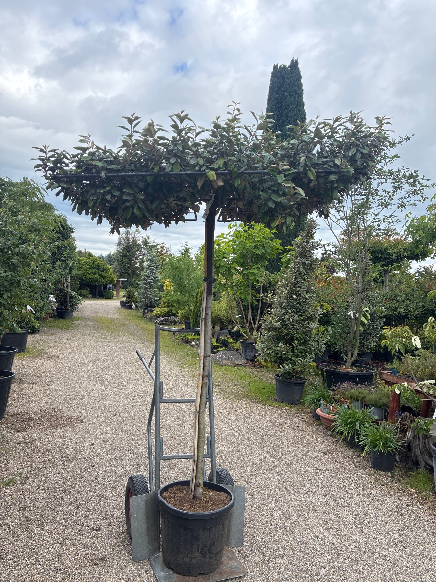 Wintergrüne Ölweide / Elaeagnus x ebbingei, stamm