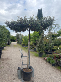 Wintergrüne Ölweide / Elaeagnus x ebbingei, stamm