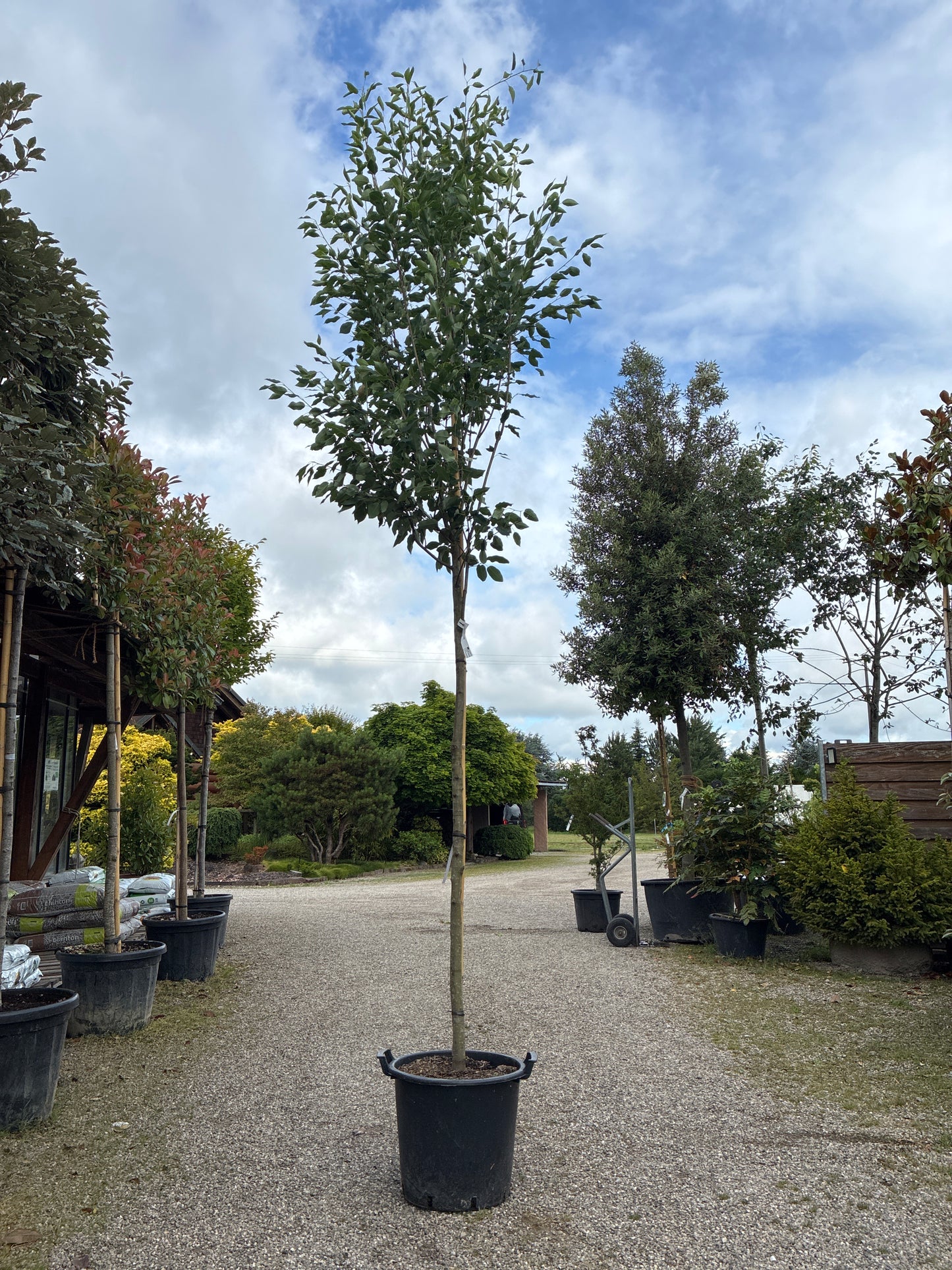Baum-Felsenbirne 'Robin Hill' / Amelanchier arborea 'Robin Hill'