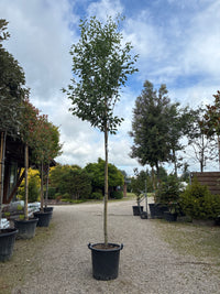 Baum-Felsenbirne 'Robin Hill' / Amelanchier arborea 'Robin Hill'