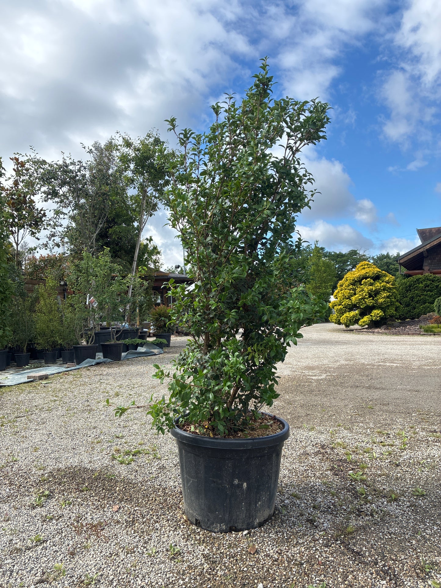 Burkwoods Duftblüte / Osmanthus burkwoodii