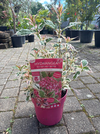 Gartenhortensie 'Euphoria Pink' / Hydrangea serrata 'Euphoria Pink'