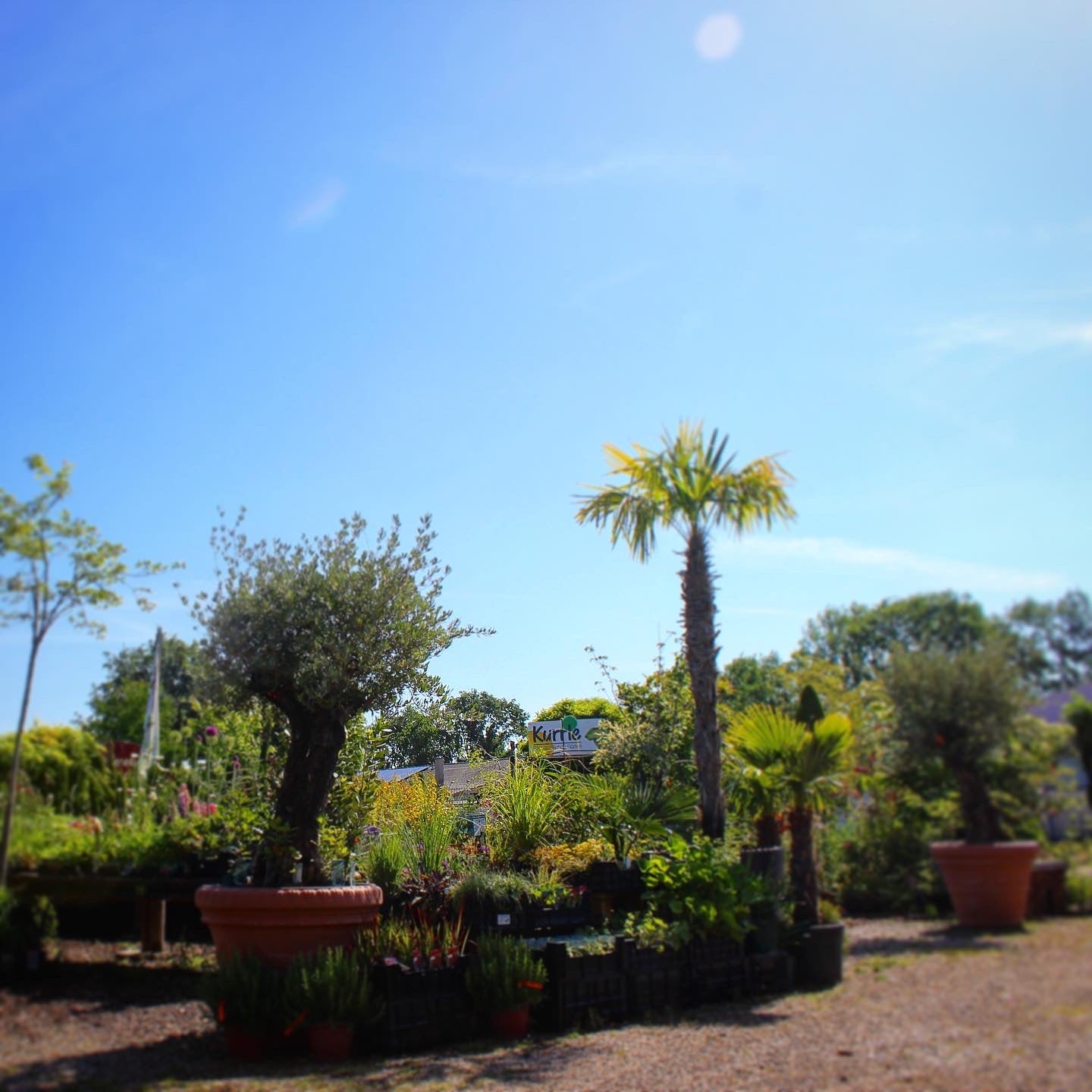 Besuch in der Baumschule - Termin buchen | Pflanzenauswahl & Beratung