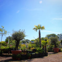 Besuch in der Baumschule - Termin buchen | Pflanzenauswahl & Beratung