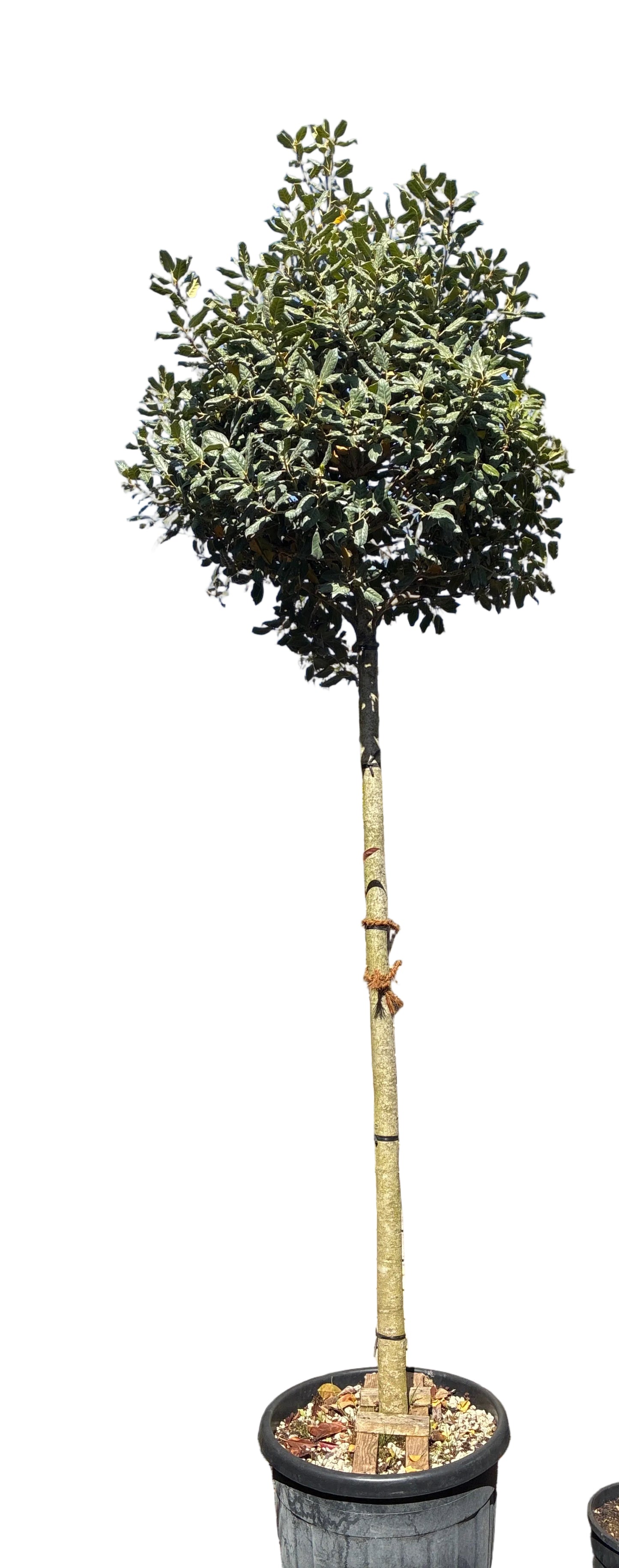 Stechpalme 'Nellie R.Stevens' / Ilex mutchagara 'Nellie R. Stevens'