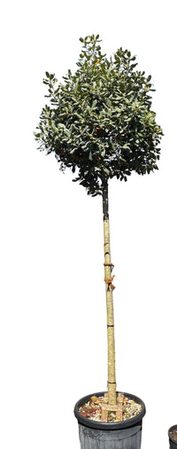 Stechpalme 'Nellie R.Stevens' / Ilex mutchagara 'Nellie R. Stevens'