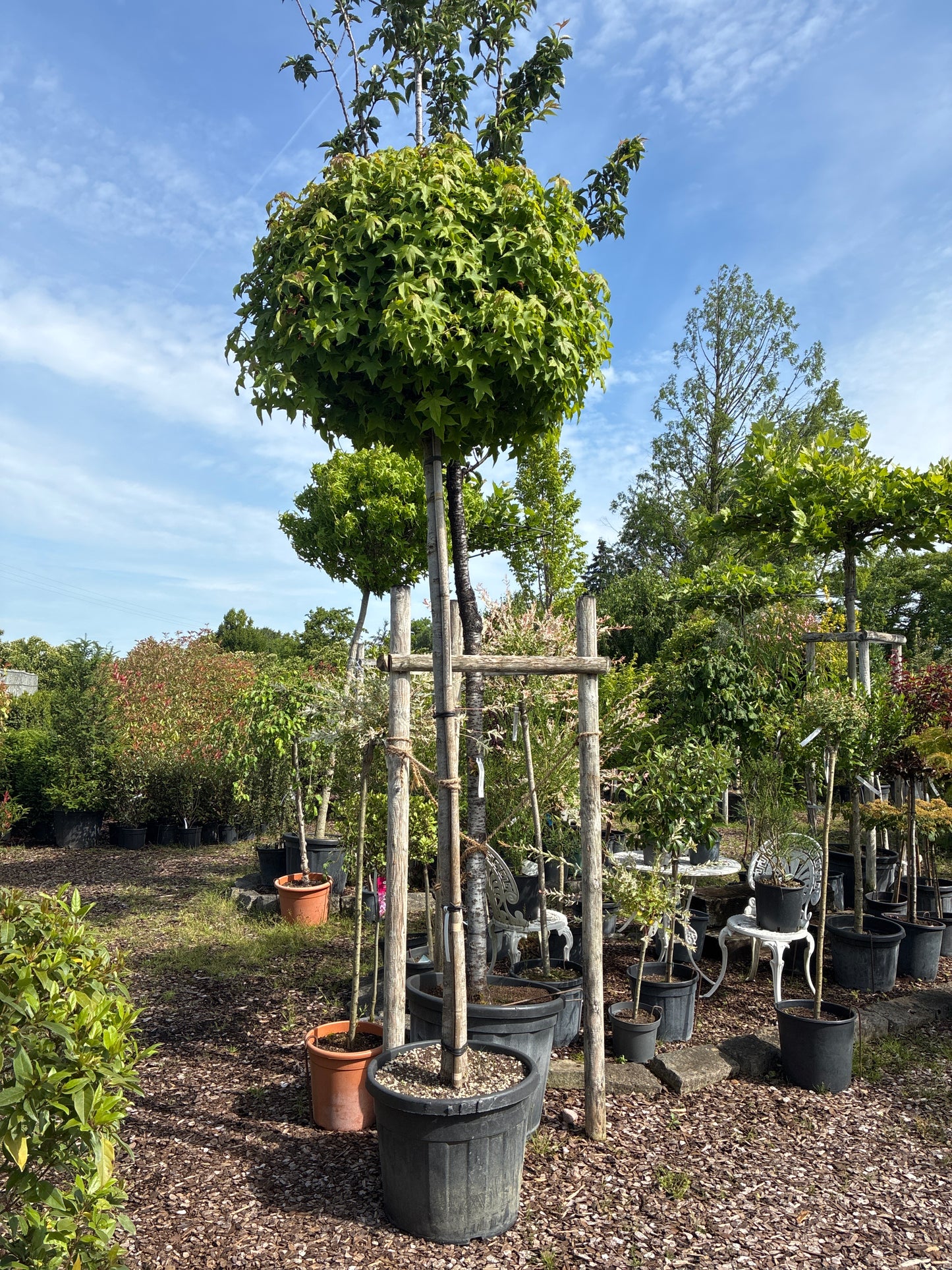 Kugel-Amberbaum 'Gum Ball' / Liquidambar styraciflua 'Gum Ball'