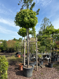 Kugel-Amberbaum 'Gum Ball' / Liquidambar styraciflua 'Gum Ball'