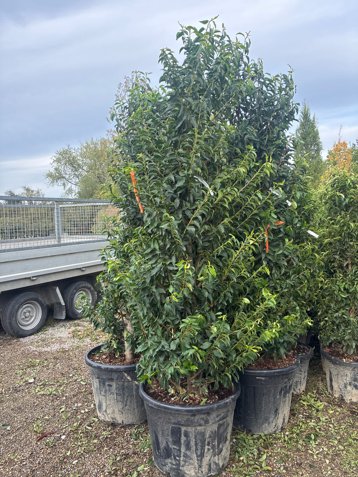 Portugiesische Lorbeerkirsche 'Angustifolia' / Prunus lusitanica 'Angustifolia'
