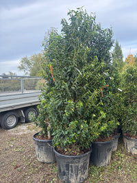 Portugiesische Lorbeerkirsche 'Angustifolia' / Prunus lusitanica 'Angustifolia'