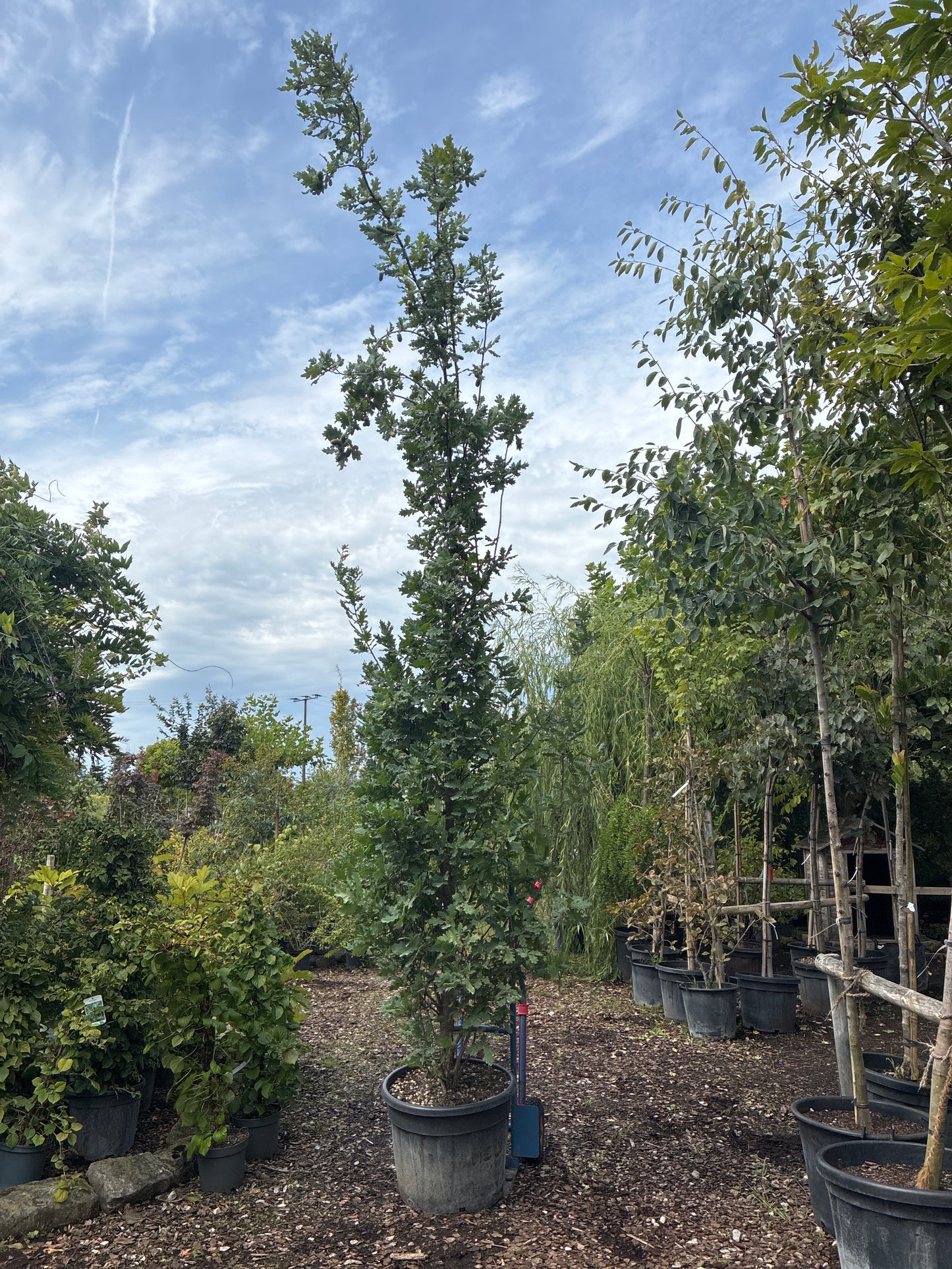 Säuleneiche / Quercus robur 'Fastigiata'