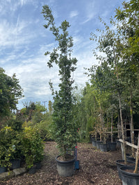 Säuleneiche / Quercus robur 'Fastigiata'