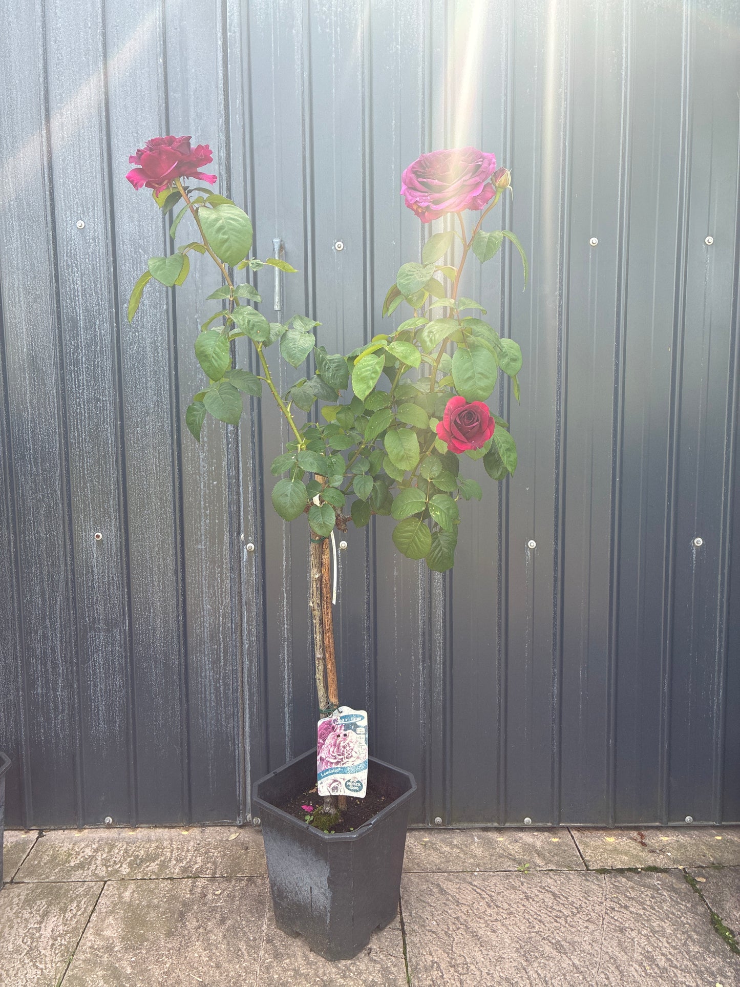 Edelrose 'Laudatio'® / Rosa 'Laudatio'®