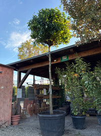 Kugel-Amberbaum 'Gum Ball' / Liquidambar styraciflua 'Gum Ball'