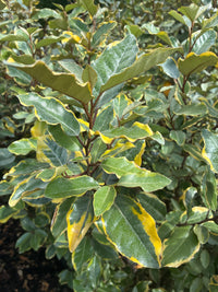 Immergrüne Ölweide 'Viveleg' / Elaeagnus x ebbingei 'Viveleg'