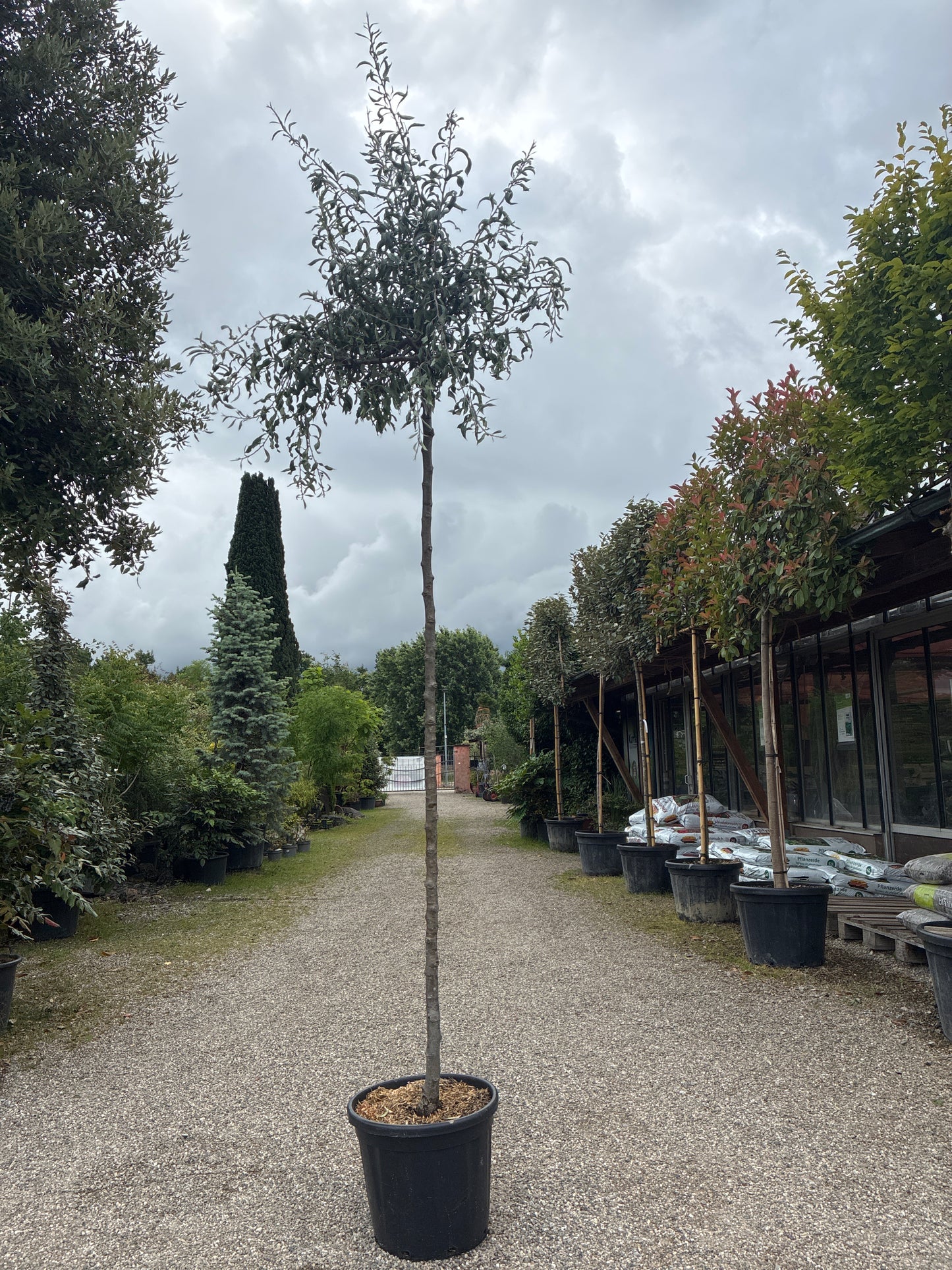 Weidenblättrige Birne 'Pendula' / Pyrus salicifolia 'Pendula'