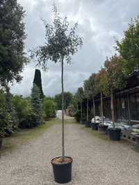 Weidenblättrige Birne 'Pendula' / Pyrus salicifolia 'Pendula'