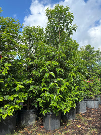 Portugiesische Lorbeerkirsche 'Angustifolia' / Prunus lusitanica 'Angustifolia'