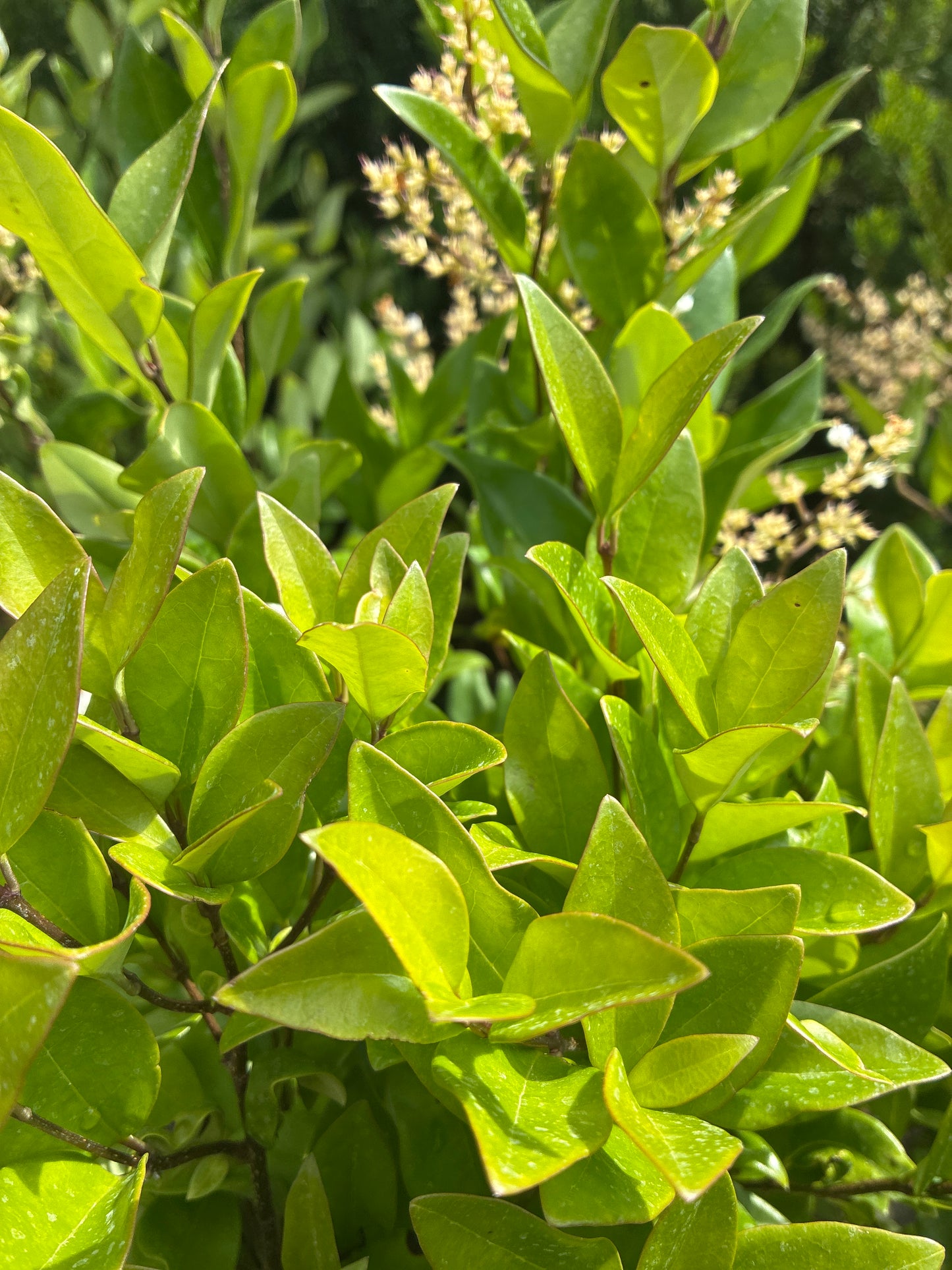 Japanischer Liguster 'Texanum' / Ligustrum japonicum 'Texanum'