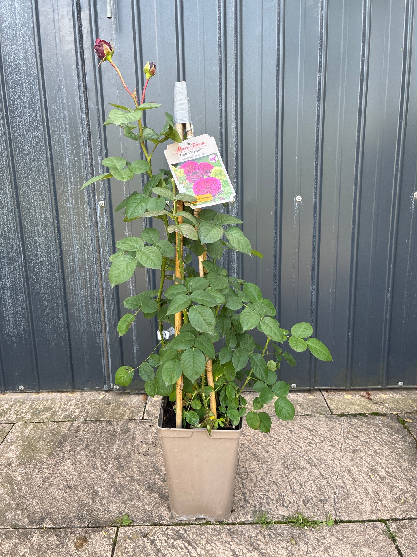 Rose / Rosa 'Deep Secret'
