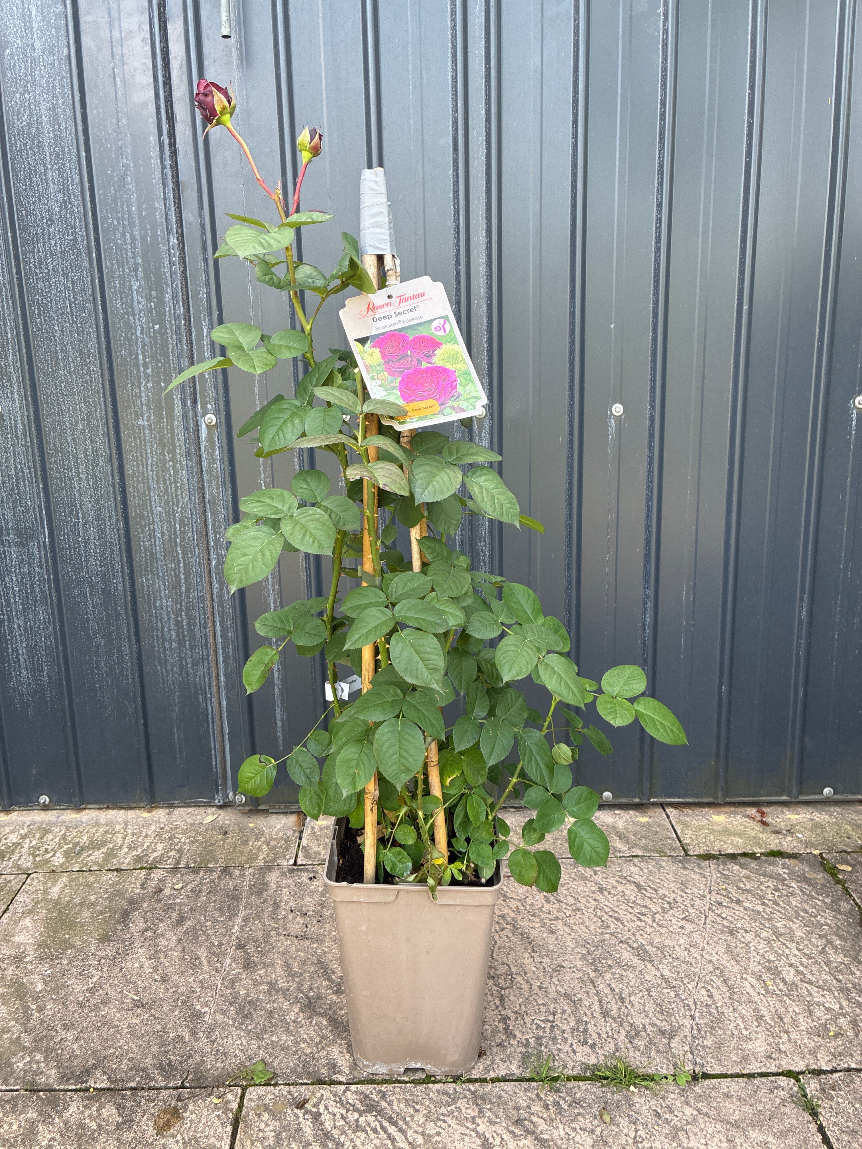 Rose / Rosa 'Deep Secret'